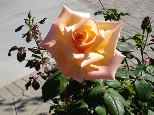  a rose