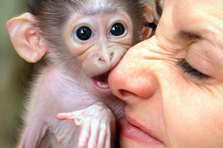  monkey biting someone's nose