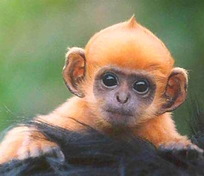  주황색, 오렌지 baby monkey