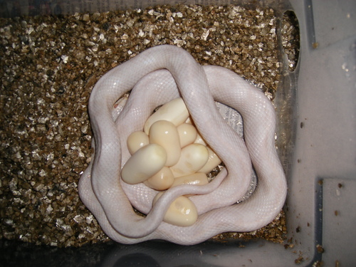  snake with eggs