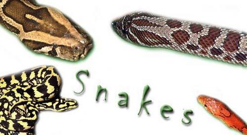 snakes!!!!!!!!!!!