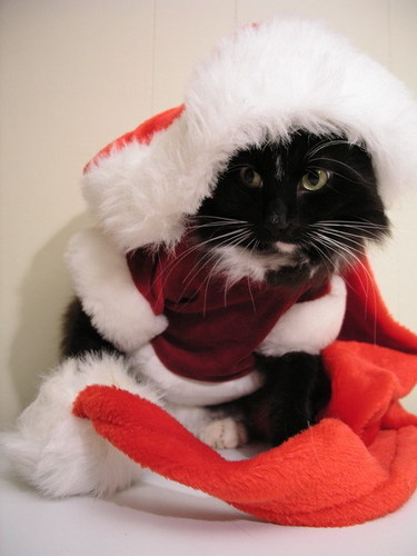  Christmas Kitten