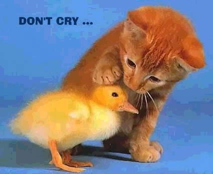  Don't cry