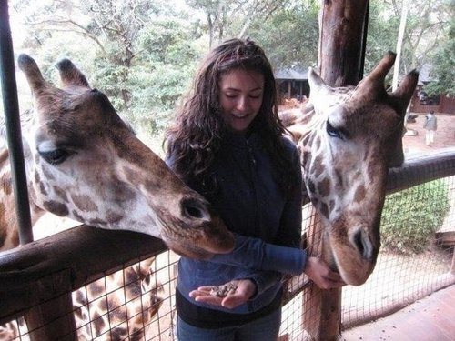  Feeding the giraffe