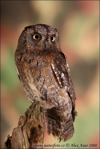  Scops Owl