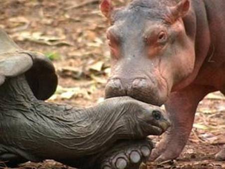  The Hippo and The penyu