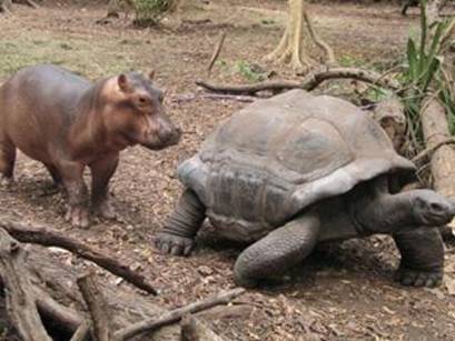  The Hippo and the rùa, con rùa