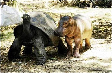  The Hippo and the rùa, con rùa