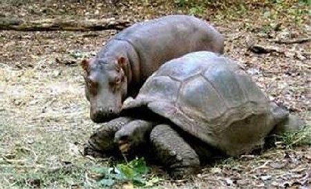  The Hippo and the tortue