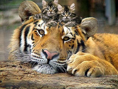  Tiger and Kittens