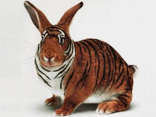  Tiger atau rabbit