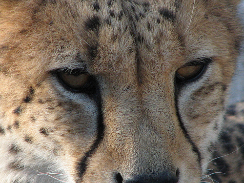  cheetah