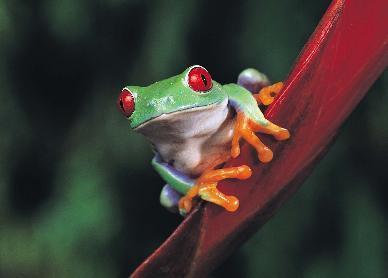  cute frog