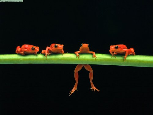  frogs! :D