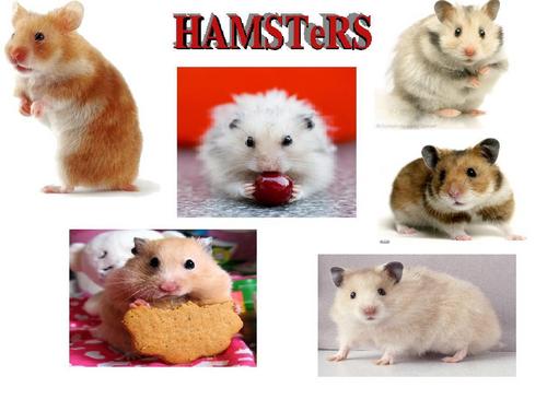  chuột đồng, hamster người mẫu