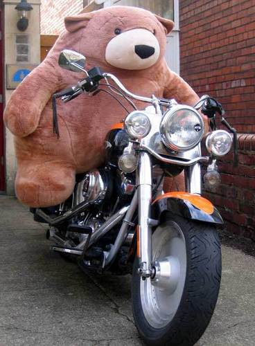  teddy on motorcicle!
