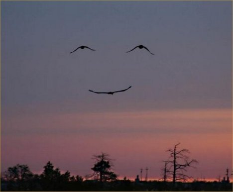  three birds making a smiley!