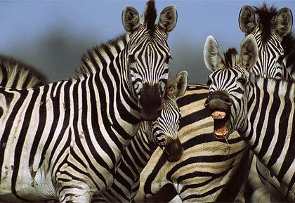  zebra-herd.