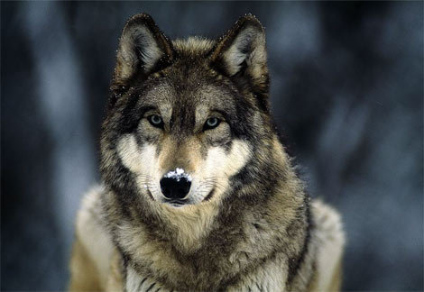  狼, オオカミ Leah