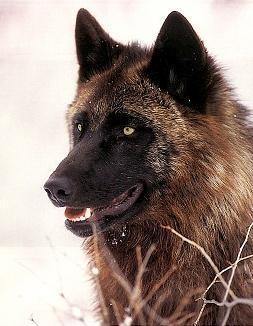  狼, オオカミ Quil