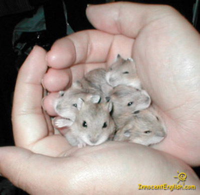  my little hamsters as 赤ちゃん