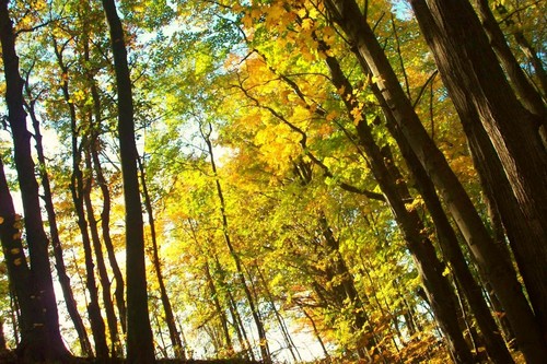  Autumn Woods