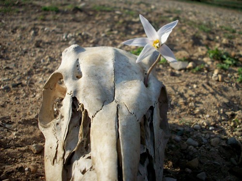  цветок and Skull