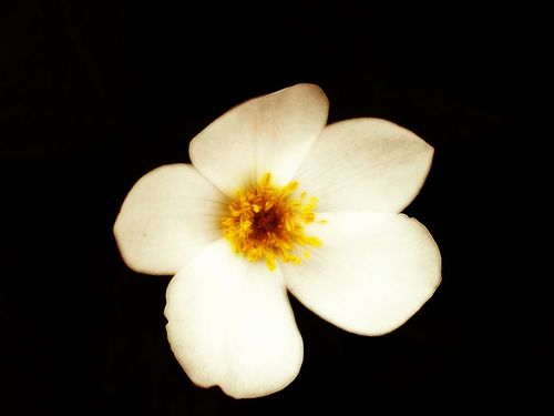  White फूल
