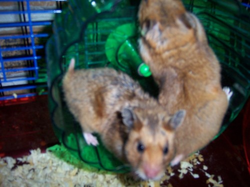  budda fam hamsters