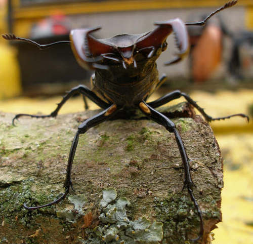  nai beetle