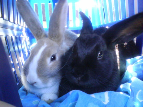 My pet rabbit Goldie and my brothers rabbit,Flopsy