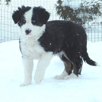  Border コリー Pup In Snow