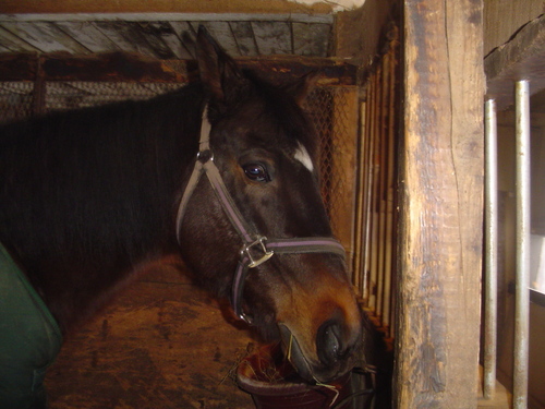 Harley in his stall