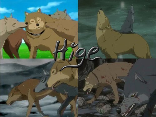  Hige