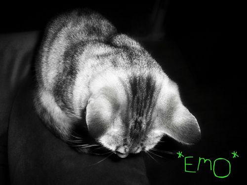  emo Kitty