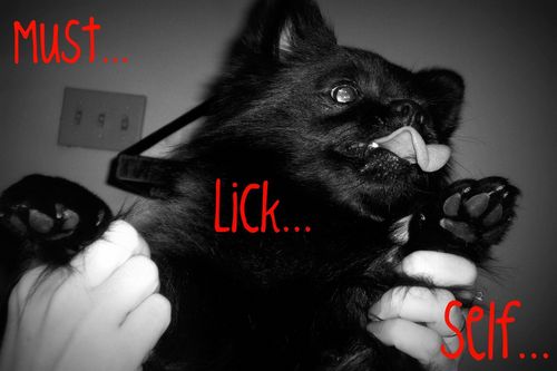  Lick
