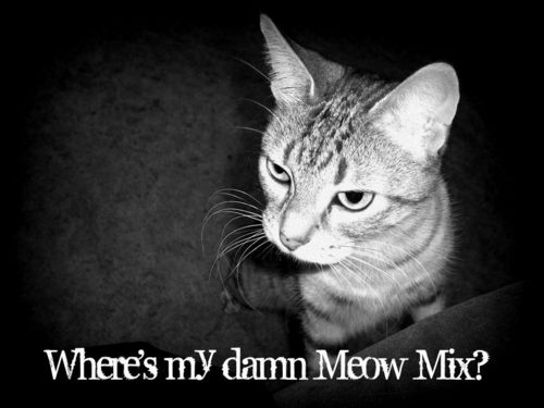  Meow Mix