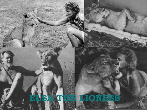  Elsa The sư tử cái, lioness