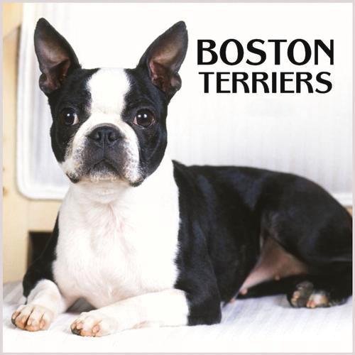 boston terrier