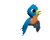 bluebird, ब्लूबर्ड, नीला पक्षीः