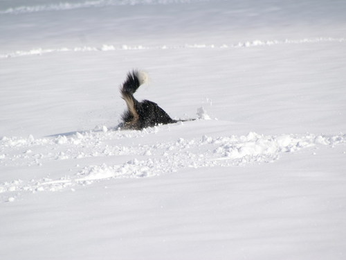  Border collie in snow