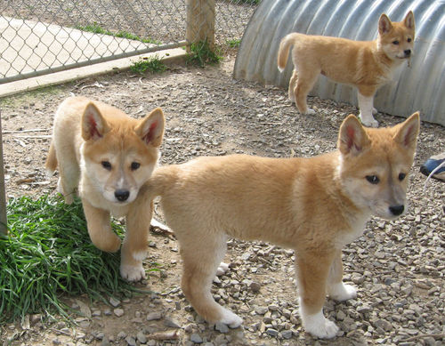 Gorgeous Dingo Pups