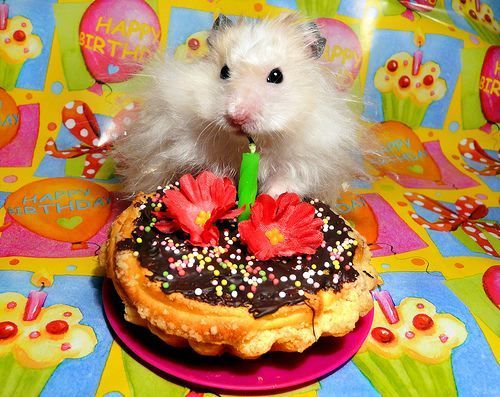  chuột đồng, hamster party