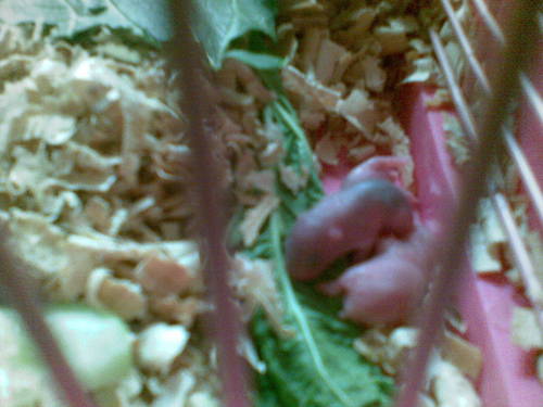  my baby criceto, hamster