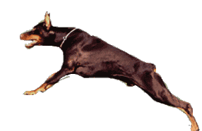 Animated Doberman click on him and see how he runs
