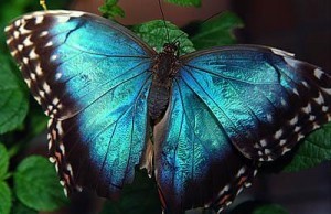  Metalic Blue 나비