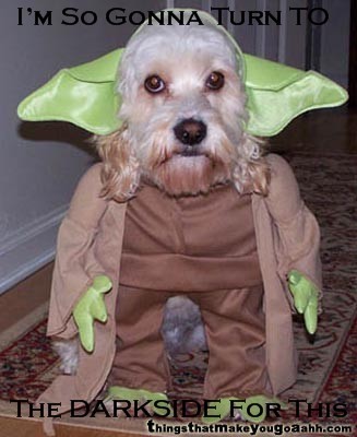  Yoda Dog
