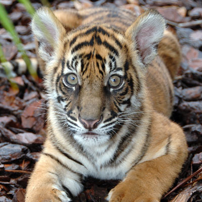  cute tiger pics