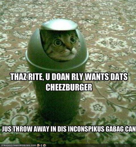  DAMN! gatos are Funny