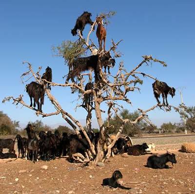  Goats that climb trees